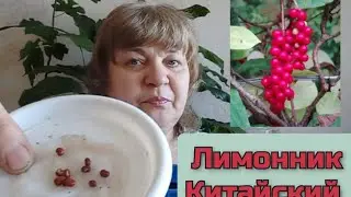 как я проращиваю семена лимонника китайского
