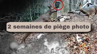 On découvre 2 semaines de piège photo en forêt #nature