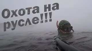ПОДВОДНАЯ ОХОТА НА СОМА, КАРПА, СУДАКА!!!