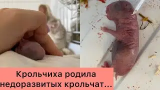 Крольчиха родила недоразвитых крольчат😨