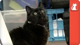 Gladys Night the FIV+ Cat - Tails of Hope