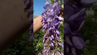 Глициния Blue Moon