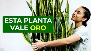 No one told you about Mother-in-Law's Tongue or Sansevieria | Secrets, uses, and care
