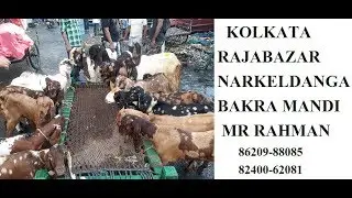Rajabazar Narkeldanga Bakra Mandi|Kolkata Goat Mandi|राजाबाजार नारकेलडांगा बकरा मंडी कोलकाता |