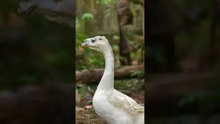 Goose and Camel