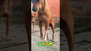dog 😛funniest video 💝