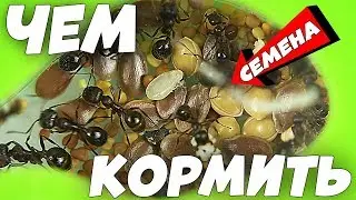 Чем кормить муравьев-жнецов, какие семена давать?