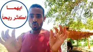 ايهمــا آربـح تربية الأغنام ام تربية الماعز والفرق بينهم ( عن تجربة شخصية)