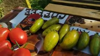 Любава и прмидоры  Часть 2
