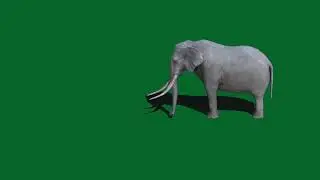 Green screen elephant video || green screen video