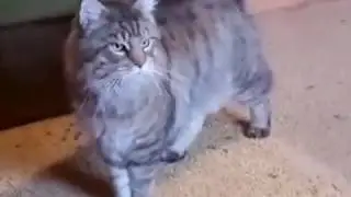 Кот Мейн кун три года, Maine Coon cat three years old