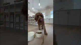 If you’re a picky eater like Ziggy, try Hill’s Pet Nutrition! #Shorts