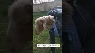 ODAMARGA XAYRONSAN NIMALARNI OYLAB TOPISHADI🤣🤣🤣🤣🤣🤣🤣