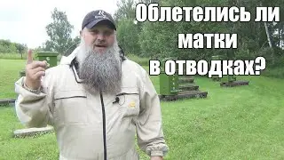 Облетелись ли матки в отводках? Отводок на маточник.