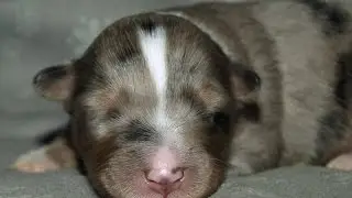 Puppycam, sheltie puppy's 9 days old