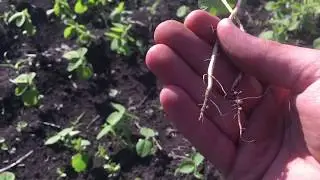 Действие инокулянта Нитрагин КМ. Опрыскивание посевов сои от сорняков.