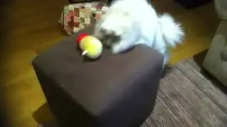 Smart Dog