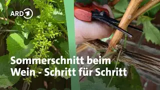 5 Minuten und Sie wissen, wie Weinreben im Sommer geschnitten werden | MDR Garten