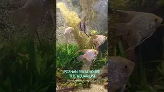 Poznan Palm House - The Aquarium