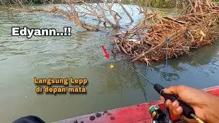 Langsung lepp..!! Siapkan umpan udang hidup yang banyak kalau ikan sudah kumpul seperti ini