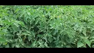 I have grown tomato for 4 years now but this project is the best experience ever!!!
