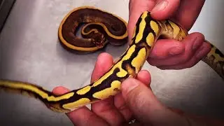 Cypress Gene - Who knew it could do THIS MUCH? Morphs 101 Special! + Reptile Super Show Update