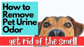 How to Remove Pet Urine Odor