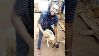 Drama | How to Slaughter a Goat.