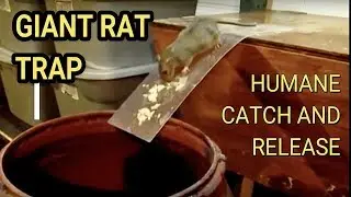 Best Mouse Trap Ever DIY Humane Mousetrap Green Rat Trap for capture and release Rat Eats Moth