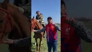 Арабская порода лошадей. Прогулка с лошадьми.