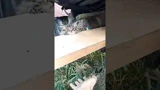 Спасение котейки