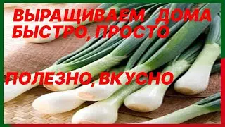 Зеленый лук должен быть в каждом доме. Выращивайте просто. много, занимая мало места.