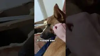 🐶 #джеки #бельгийскаяовчарка #собака #животные #приколысживотными #рекомендация