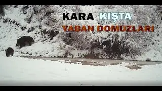 KARA KIŞTA YABAN DOMUZLARI | DOMUZ SÜRÜSÜ | TOP 10 WİLD BOAR VİDEO 