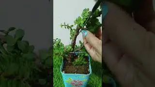 Jade Bonsai/#jade #bonsai #radha #radharani #radheradhe #plants #hildacrafty #diy #gardendecor