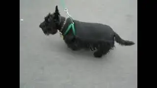 scotty cramp- dyskinesia dog
