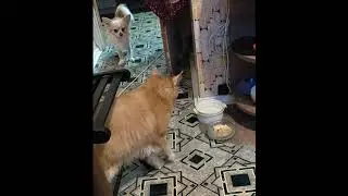 Моцарт и Вилли