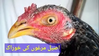 New Mianwali Aseels 2023