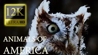 ANIMALS OF AMERICA 12K HDR 60fps Dolby Vision - Wildlife Documentary