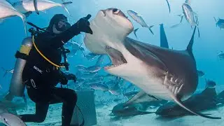 Hand Feeding Hammerhead Sharks 🤯 With A Pro