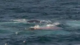 HUMPACK WHALES BUBBLE NET FEEDING IN ANTARCTICA