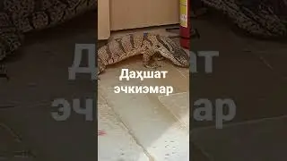 Эчкиэмар дегани шуми
