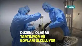 N Hayat... Merakla bekleniyorlar