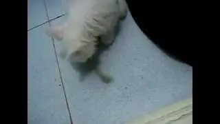 Барс и огурцы