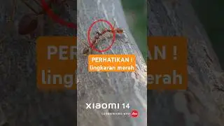 SEMUT MAKAN SEMUT ??? #semutmerah #semutkecil #macrophotography #xiaomi14 #nature