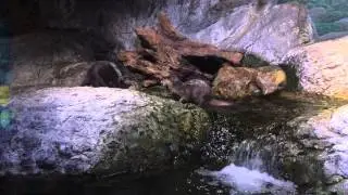 Выдры дерутся - океанариум в Бангкоке