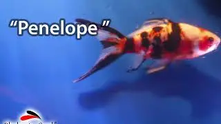 Penelope GoldenFish