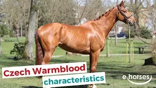 Czech Warmblood horse | characteristics, origin & disciplines