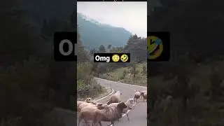 Shaun the sheep revenge 🤣😂 #funny #memes #dankmemes #memesdaily #funnyshorts #shorts #short #meme