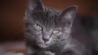 5 Hours of Serene Cat Pictures: Soothing Relaxation and Stress Relief